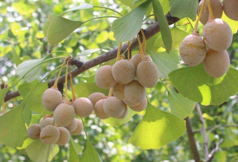 烘干機廠：銀杏樹種植技術(shù)及管理